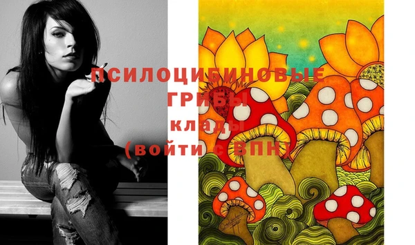 сатива Ростов